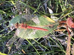 Sympetrum pallipes
