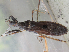 Oncocephalus breviscutum