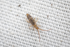 Entomobrya nivalis