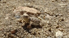 Phrynosoma blainvillii