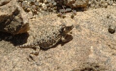 Phrynosoma blainvillii