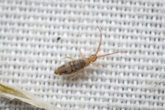 Entomobrya nivalis