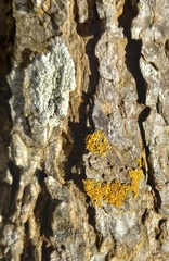 Xanthorioideae