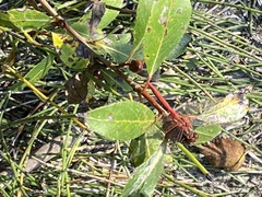 Sympetrum pallipes