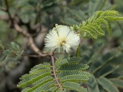 Mimosa aculeaticarpa