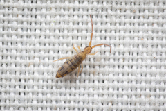 Entomobrya nivalis