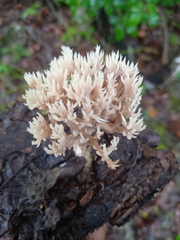 Lentaria byssiseda