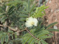 Mimosa aculeaticarpa