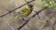 Spinus barbatus