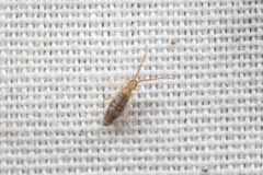 Entomobrya nivalis