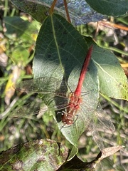 Sympetrum pallipes