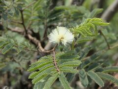 Mimosa aculeaticarpa