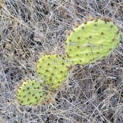 Opuntia gilvescens