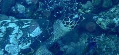 Eretmochelys imbricata