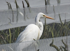 Ardea alba modesta