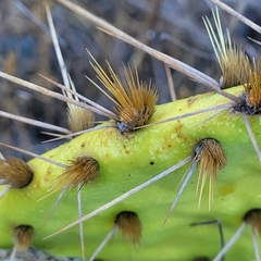 Opuntia gilvescens