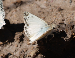 Heliopetes ericetorum