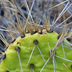 Opuntia gilvescens
