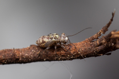 Psocidae