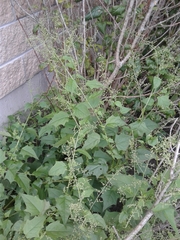 Chenopodiastrum simplex