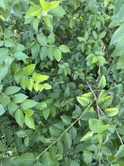 Citharexylum berlandieri