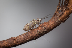 Psocidae
