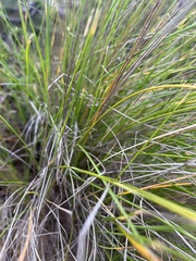 Poa poiformis