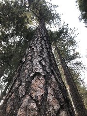 Pinaceae