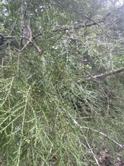 Dacrycarpus dacrydioides