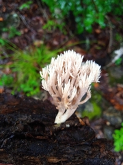 Lentaria byssiseda