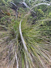 Poa poiformis