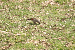 Agelaioides badius