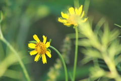 Verbesina encelioides