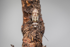 Psocidae