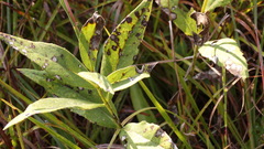 Silphium integrifolium
