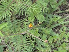 Tagetes