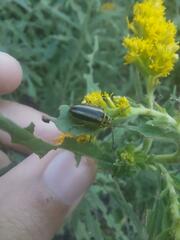 Trirhabda canadensis