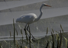 Ardea alba modesta