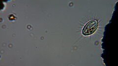 Cyclidium glaucoma
