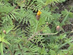 Tagetes