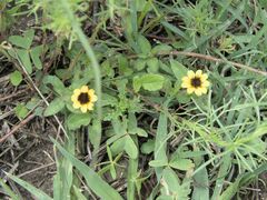 Sanvitalia procumbens