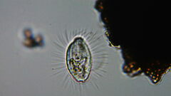 Cyclidium glaucoma