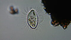 Cyclidium glaucoma