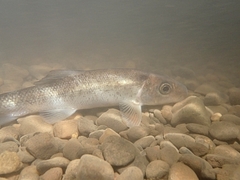 Catostomus commersonii