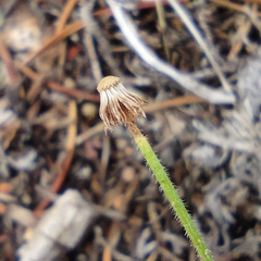 Erigeron flagellaris