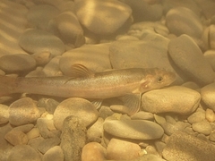 Rhinichthys cataractae