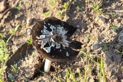 Coprinus calyptratus