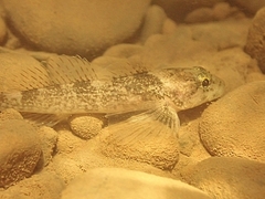 Cottus