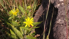 Silphium integrifolium