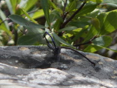 Argia fumipennis